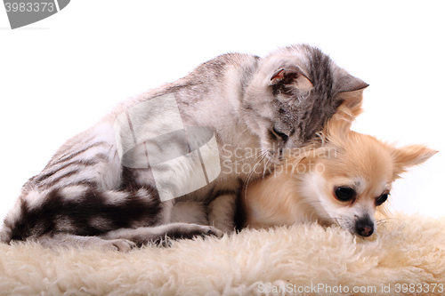 Image of cat and chihuahua are resting