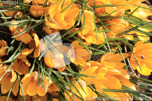 Image of yellow crocus flowers