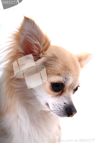 Image of head of sweet chihuahua