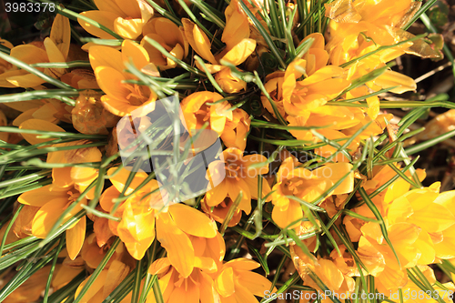 Image of yellow crocus flowers