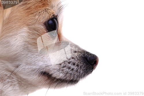 Image of head of sweet chihuahua