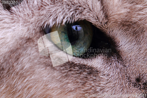 Image of detail of green cat eye