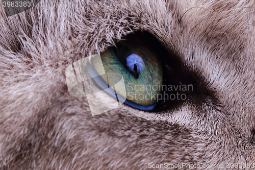 Image of detail of green cat eye