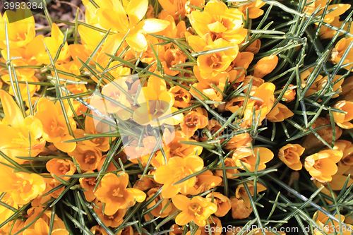 Image of yellow crocus flowers