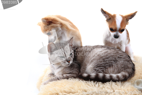 Image of cat and chihuahua are resting
