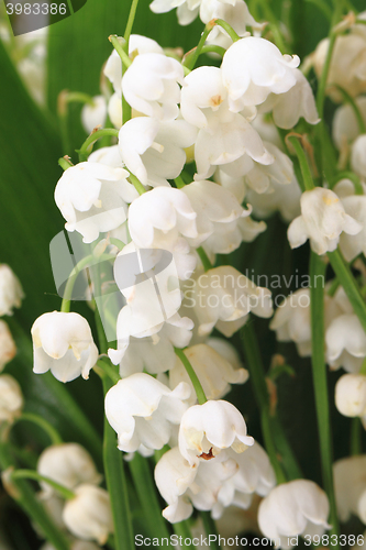 Image of lily of valley