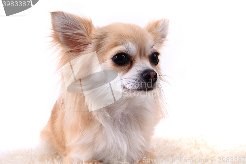 Image of head of sweet chihuahua