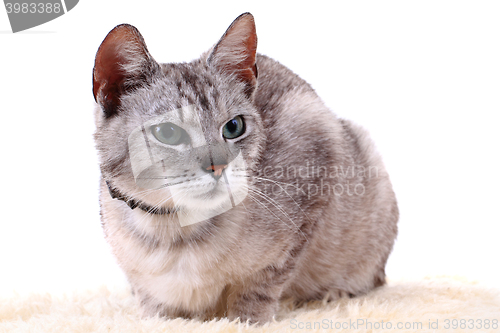 Image of gray cat isolated