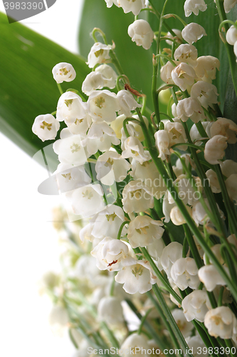 Image of lily of valley