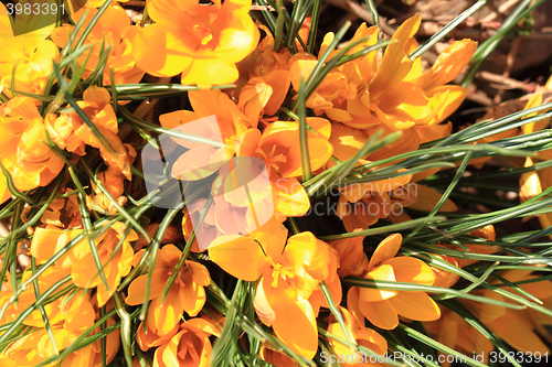 Image of yellow crocus flowers