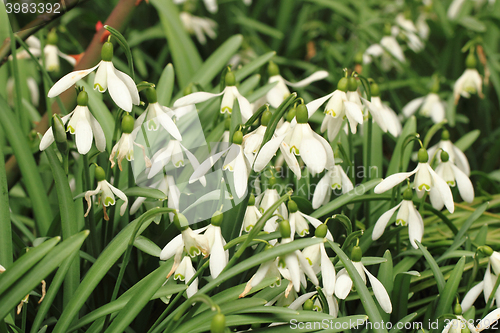 Image of spring snowdrops flowers