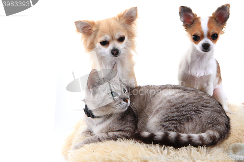 Image of cat and chihuahua are resting