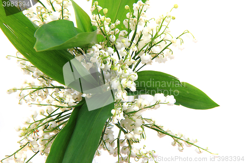 Image of lily of valley