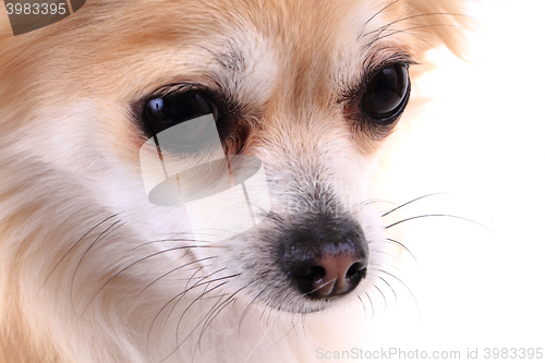 Image of head of sweet chihuahua