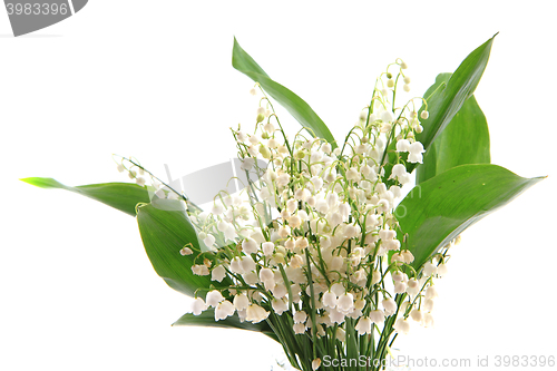 Image of lily of valley