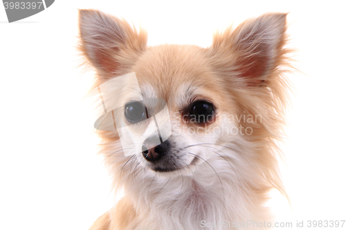 Image of head of sweet chihuahua