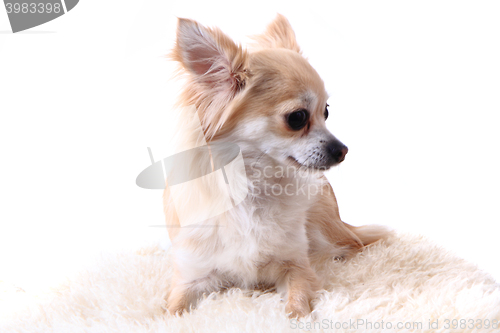 Image of chihuahua is resting 