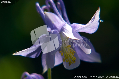 Image of Aquilegia