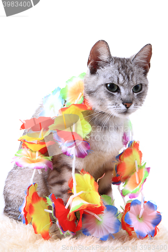 Image of gray cat isolated
