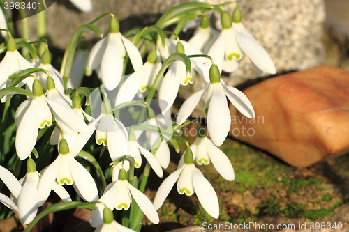 Image of spring snowdrops flowers