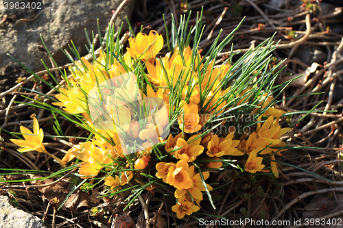 Image of yellow crocus flowers