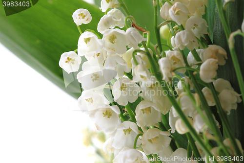 Image of lily of valley