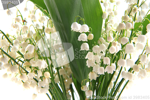 Image of lily of valley