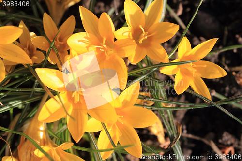 Image of yellow crocus flowers