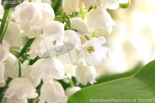 Image of lily of valley