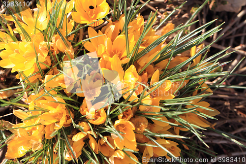 Image of yellow crocus flowers