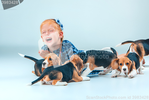 Image of The happy girl and beagle puppies on gray background