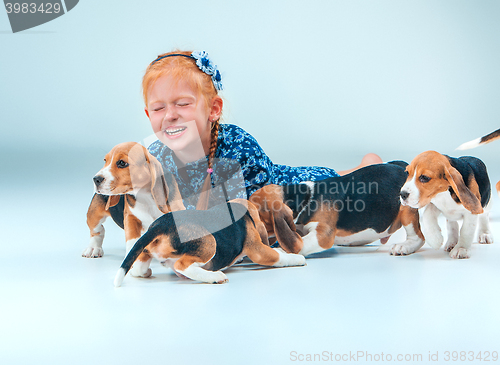 Image of The happy girl and beagle puppies on gray background