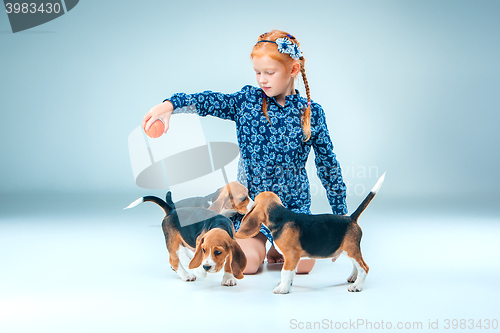 Image of The happy girl and beagle puppies on gray background