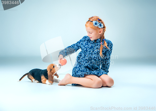 Image of The happy girl and a beagle puppie on gray background