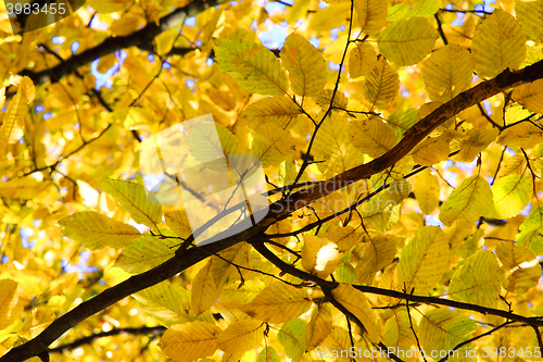 Image of autumn leaves background