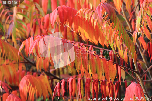 Image of autumn leaves background