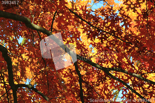 Image of autumn leaves background