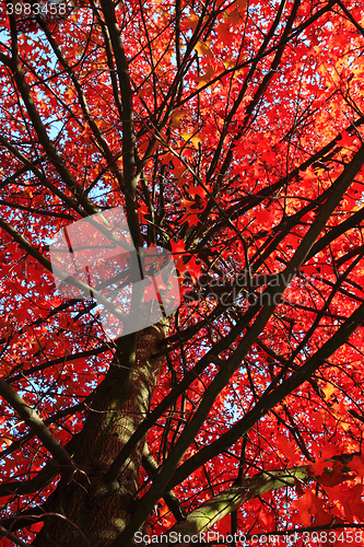 Image of autumn leaves background