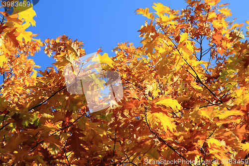 Image of autumn leaves background