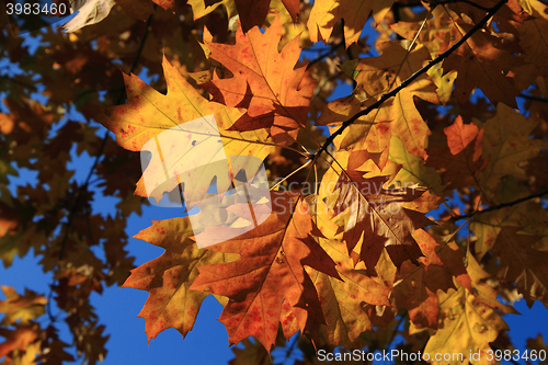 Image of autumn leaves background