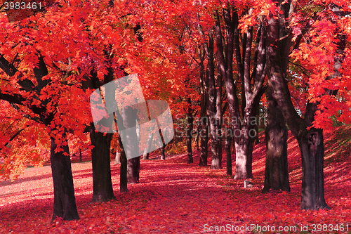 Image of color autumn forest 