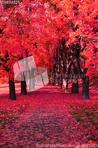Image of color autumn forest 