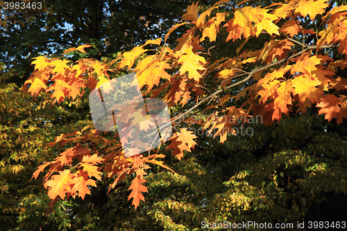 Image of autumn leaves background