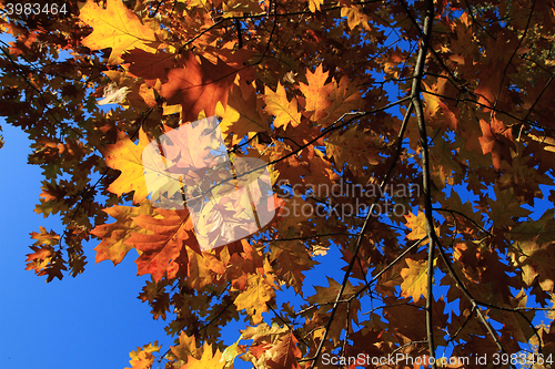 Image of autumn leaves background