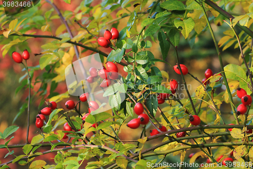 Image of Briar fruit, wild rose in nature