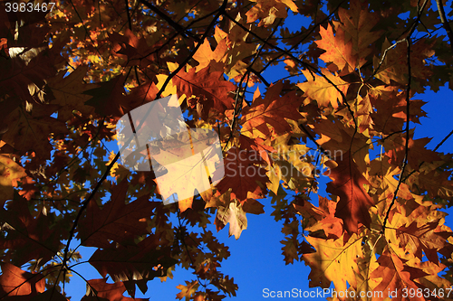Image of autumn leaves background