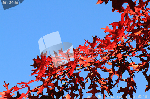 Image of autumn leaves background
