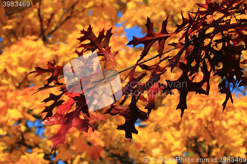 Image of autumn leaves background