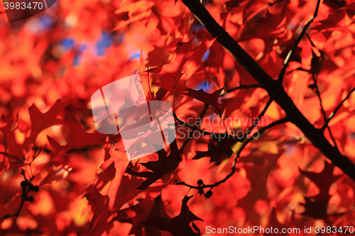Image of autumn leaves background