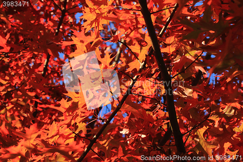 Image of autumn leaves background